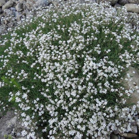 Gypsophile rampante/Godet