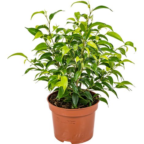 Bloomique - Ficus Benjamina Natasja - Figuier pleureur - Plante d’intérieur - Dépolluante - Facile d’entretien - 20-30 cm de Haut - Pot 12 cm