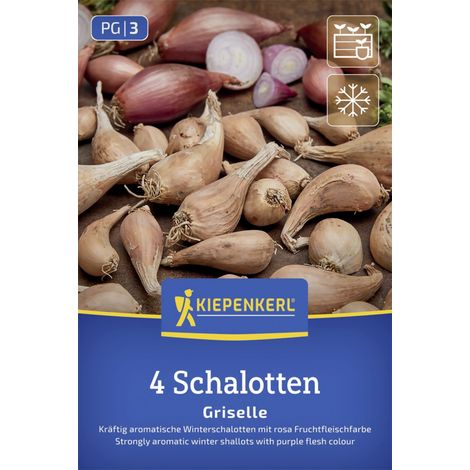 Kiepenkerl Winterpflanzschalotte Griselle 4 Stück Zwiebeln (1/2)