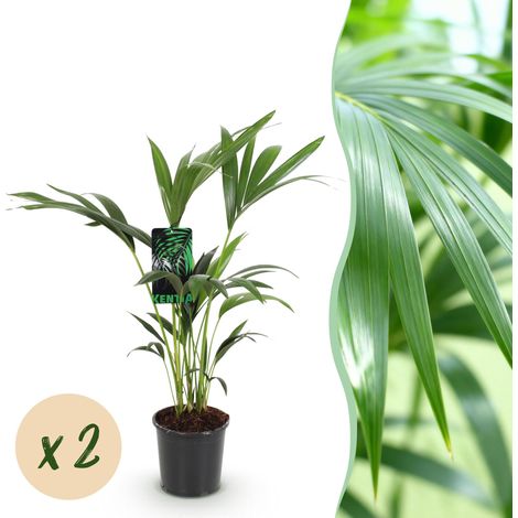 Lot de 2 Palmiers Kentia Howea Forsteriana Plante d'Intérieur Verte Pot 17cm H70-75cm - PANGIVO (1/5)