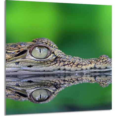 Panneau de verre pour cuisine 60x65 Crocodile (1/5)