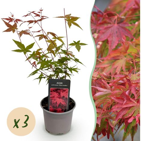 Érable du Japon Acer palmatum Beni-maiko Rouge Lot de 3 Plantes Jardin et Terrasse Pot 12cm - PANGIVO (1/5)
