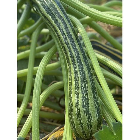 Courgette 'Coucourzelle' le sachet de 15 graines (1g) (1/2)