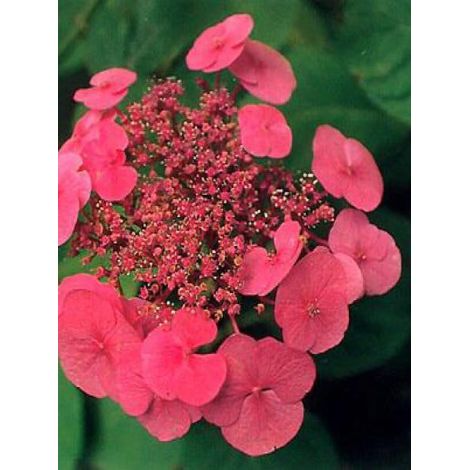 Hortensia 'Teller Red' Pot de 2L/3L (1/3)