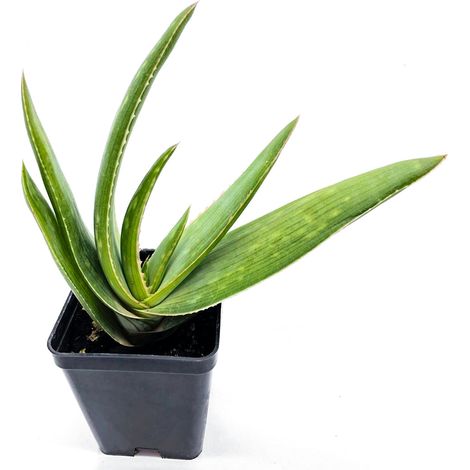 Aloe striata - aloe corallina - vaso quadro 7x7x10 cm (1/2)