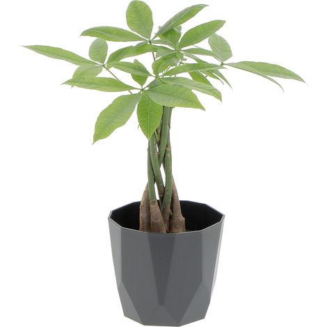 Pachira Acquatica con Eco-Vaso Black - H 25/35 cm Vaso Ø 12 cm (1/4)