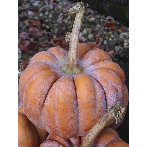 Courge musquée 'Futsu Black Rinded' le sachet de 20 graines (1g) (1/2)