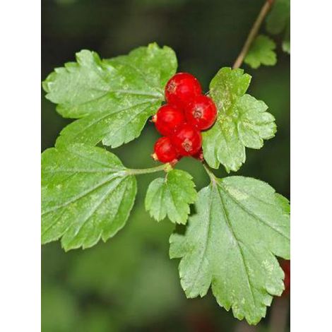 Groseiller des Alpes Pot de 2L/3L (1/3)