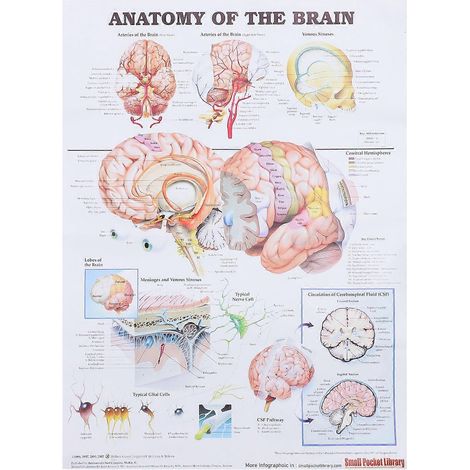 Affiche du bureau, schéma d'anatomie musculaire, affiche du cerveau, affiche scientifique imprimée, affiche d'anatomie illustrée, affiche de schéma du cerveau-70X50CM