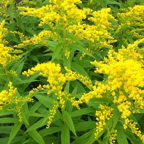 4 x Verge d'or  - Solidago 'Strahlenkrone'  - godet 9x9 cm
