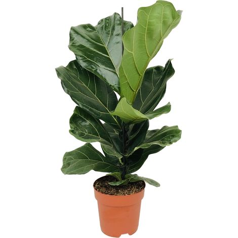 Ficus Lyrata - Figuier Lyre - Plante d'Intérieur Décorative - Pot Ø17 cm - Hauteur 75 cm - PANGIVO (1/4)