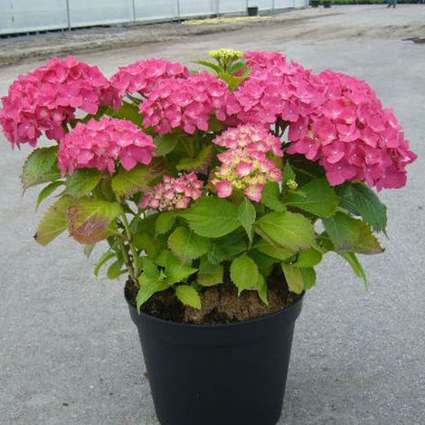 Hortensia Rosita, Hydrangea macrophylla/Pot de 3L - 20/40 cm (1/4)