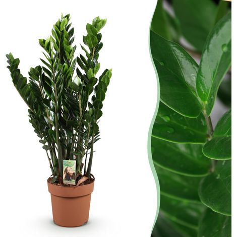Zamioculcas Plante ZZ d'Intérieur Facile d'Entretien Vert Pot Ø 21 cm Hauteur 80-90 cm - PANGIVO (1/5)