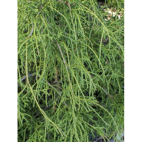 Cyprès Sawara 'Filifera' Pot de 2L/3L