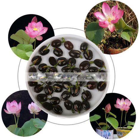60 graines de lotus mixtes – Plantes aquatiques faciles à cultiver, résistantes au froid, adaptées à la culture en intérieur et extérieur (1/4)