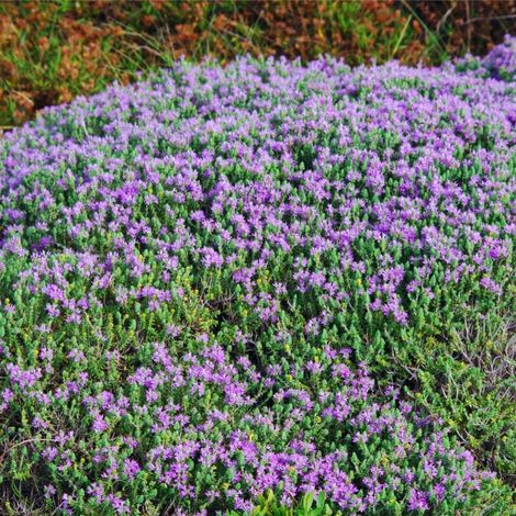 Lot de 100 Graines Semences de Thym D'andalousie - Aromatique - 37 (1/5)