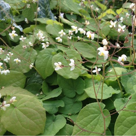 4 x Fleur des elfes pubigerum - Epimedium pubigerum - godet 9x9 (1/5)