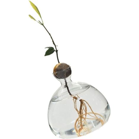 Vase Hydroponique - Verre Borosilicaté Transparent - Pour Culture de Pépins d'Avocat et Plantes en Eau - 14 x 14 cm - 1 Pièce (1/5)