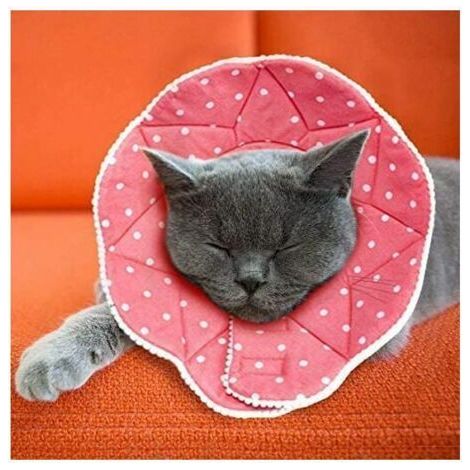 Collar postoperatorio cómodo para gatos y perros, resistente, impermeable, a prueba de arañazos y mordeduras, fácil de limpiar, con cierre ajustable, Enlé (1/2)