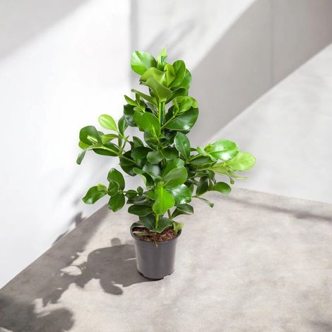 Gardenaria Clusia rosea - Pianta da interno ornamentale - Altezza: 110 cm (vaso 24) (1/4)