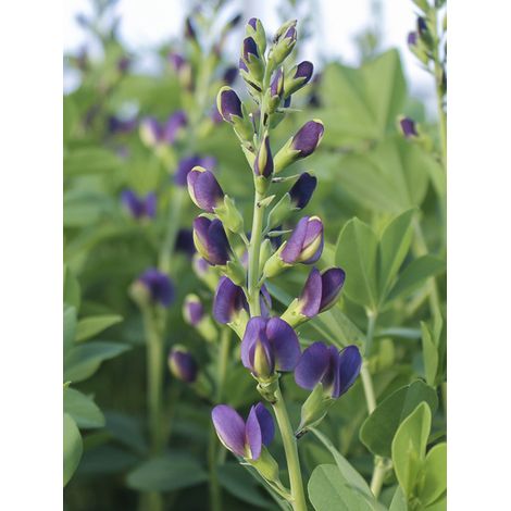 Lupin indigo 'Indigo Spires' Godet de 8/9 cm