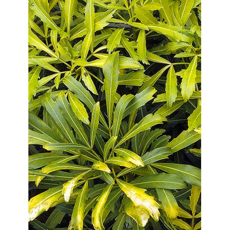 Pseudopanax 'Goldfinger' Pot de 3L/4L
