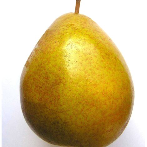Poirier Beurré Hardy/Pot de 10L - Gobelet 2 ans - 120/150 cm (1/5)