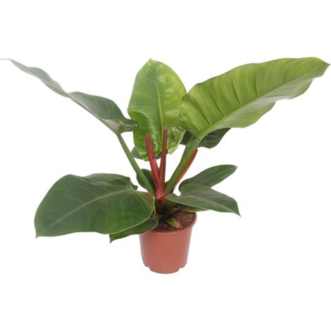 Philodendron Imperial Green Plante d'Intérieur Ø17cm Hauteur 60cm Feuillage Vert Luisant et Dense - PANGIVO (1/4)