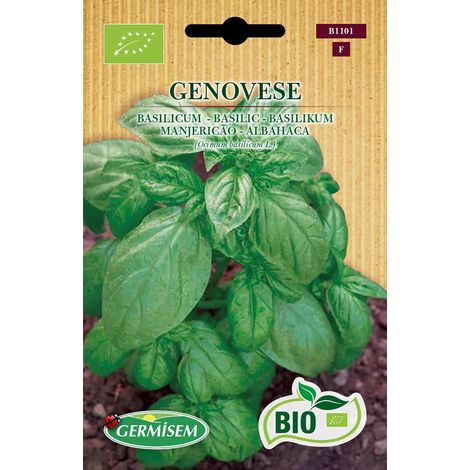 Graines Basilic GENOVESE