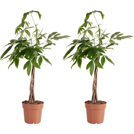 Bloomique - Lot de 2 - Pachira Aquatica - Arbre à argent - Cacao d'eau - Plantes d'intérieur - Purificateur d'air - Facile d'entretien - Hauteur 80-90 cm - Pot 21cm