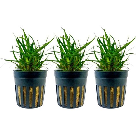 Aquarium Pflanze 3 Stück Eriocaulon sp. 'Vietnam' Topf Nr.391A