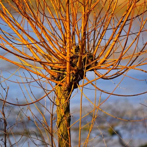 Saule blanc Vitellina (Salix alba subsp. vitellina) - Godet - Taille 30/50cm