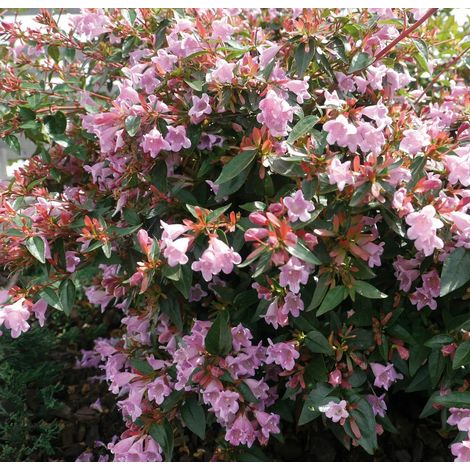 Gardenaria Abelia grandiflora - Arbusto ornamentale da giardino - Altezza: 30/35 cm (vaso19) (1/5)
