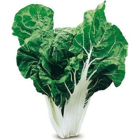 Semi di bietola da coste "bionda argentata 2" piante per orto e giardino