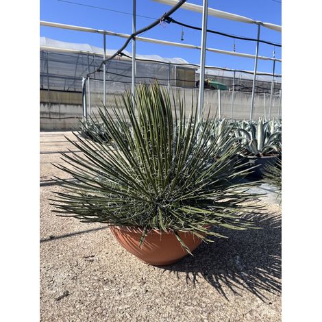 Agave Geminiflora Coupe 40 cm Plante Grasse Méditerranéenne Persistante (1/4)
