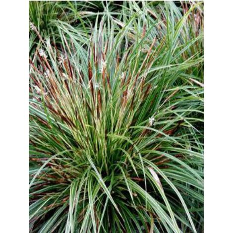 Carex morrowii 'Variegata' Godet de 8/9 cm (1/2)
