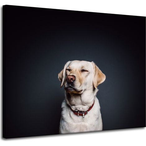 Leinwanddruck Tiere Hund Schwarzer Hintergrund 100x80