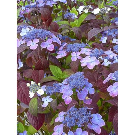 Hortensia 'Shojo' Pot de 2L/3L (1/5)