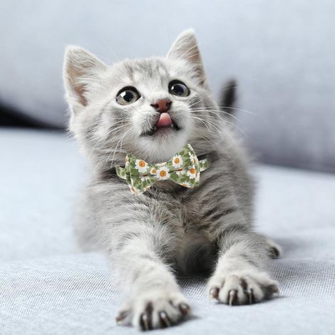 Blumenförmiges Katzenhalsband mit Glöckchen, abnehmbarer Fliege, verstellbar, für Kätzchen, Hunde und kleine Hunde, klassisch elegant (1/5)