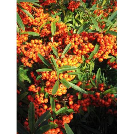 Buisson ardent 'Orange Glow' Pot de 2L/3L (1/2)
