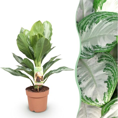 Aglaonema Silver Bay - Plante d'Intérieur Décorative - Feuille d'Argent - Pot 17cm - 70-75cm - PANGIVO (1/5)