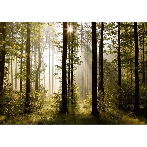Morning forest, photo murale intissée, 360x270 cm, 4 parties (1/3)