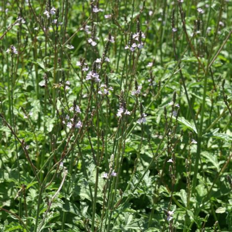Verveine officinale/Lot de 3 godets