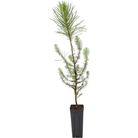 Pinus pinea - pino domestico - vaso quadro 9x9x20 cm (1/2)
