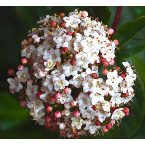 Viburno tino "Viburnum tinus" lentaggine pianta da siepe sempreverde in vaso 2 litri (1/5)