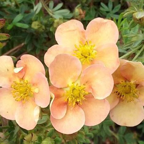 Potentille arbustive 'Daydawn' - 25-30 cm pot