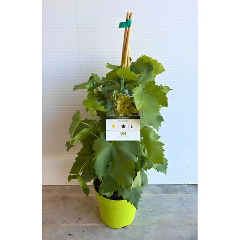 PIANTA DI VITE NANA in vaso 20 già produttiva-Nera