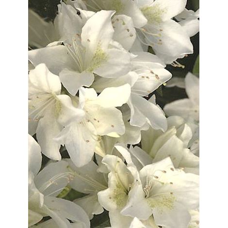 Azalée japonaise 'Palestrina' Pot de 2L/3L (1/3)