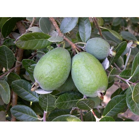 Vivaio Garden Forest – Feijoa sellowiana – Arbre fruitier autofertile – Fleurs blanches rosées avec étamines rouges – Fruits sucrés et parfumés