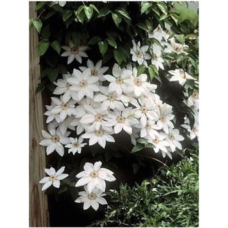Clématite integrifolia 'Forever'® Pot de 2L/3L